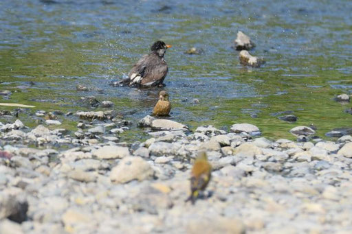 ムクドリ、カワラヒワ