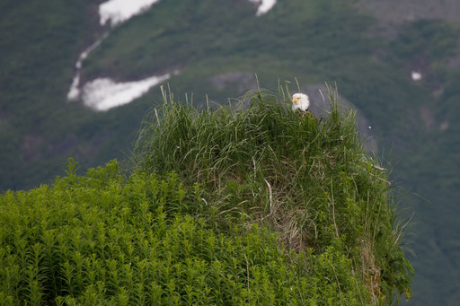, Katmai National Park, Bald Eagle