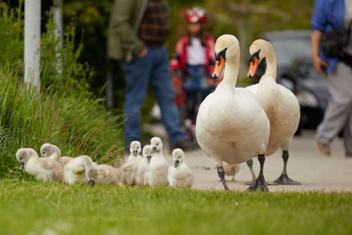 Swan breeding time: Aarau Philosophenweg