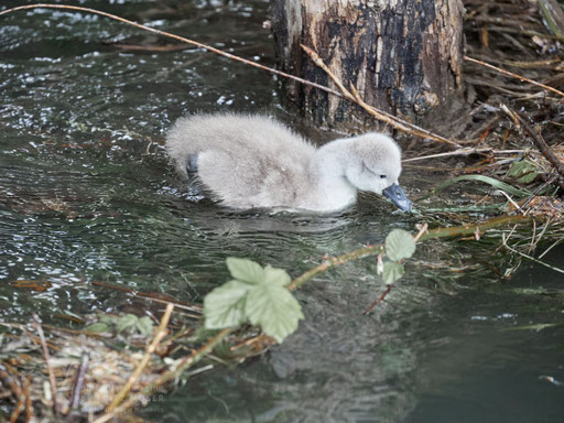 Swan breeding time: Aarau Philosophenweg