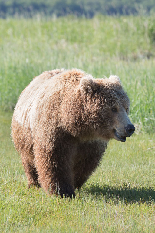 Alaska Grizzly, Katmai National Park