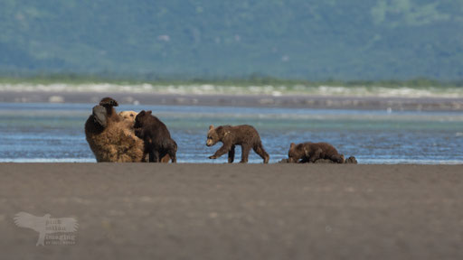 Alaska Grizzly, Katmai National Park