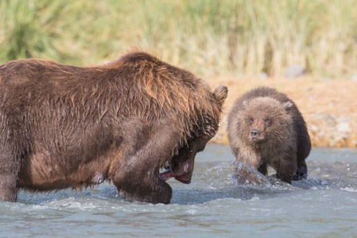 Alaska Grizzly, Katmai National Park