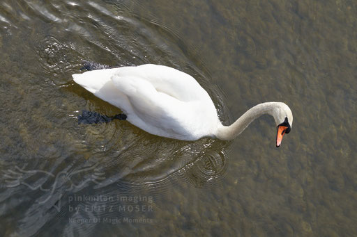 Swan breeding time: Aarau Philosophenweg