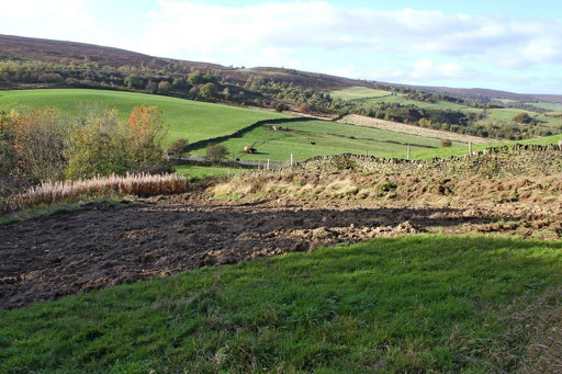 Wildflower Meadow with grass removed