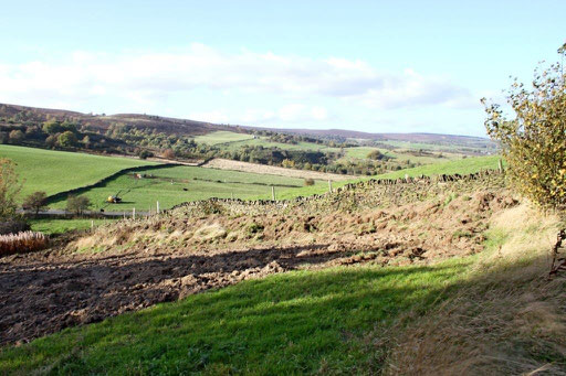 Wildflower Meadow with grass removed & showing bund