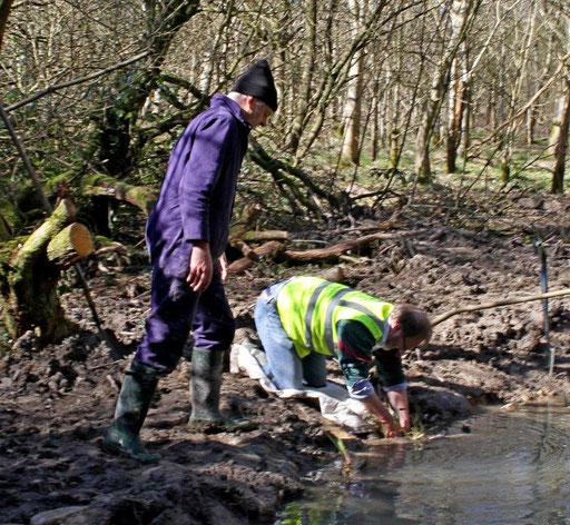 Planting of marginal species