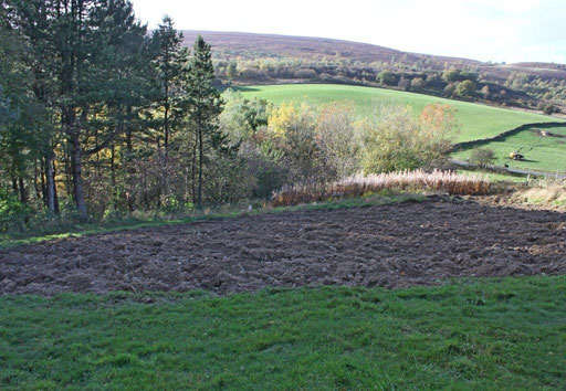 Wildflower Meadow with grass removed