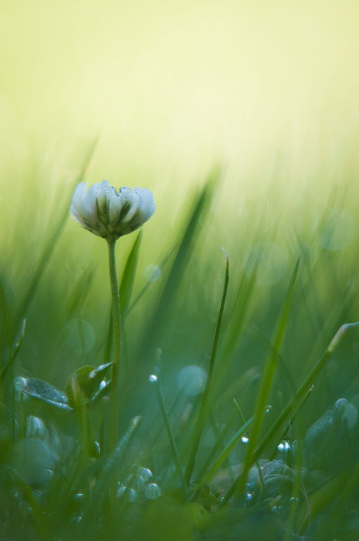 Gänseblümchen mit Morgentau