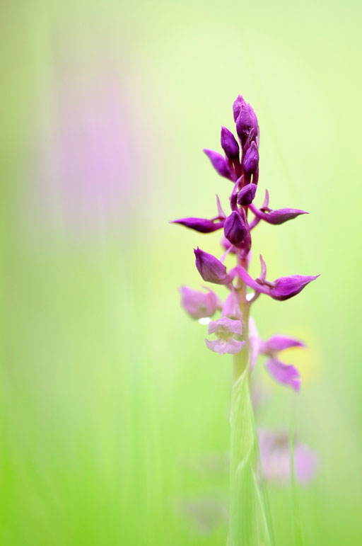 Männliches Knabenkraut (Orchis mascula)