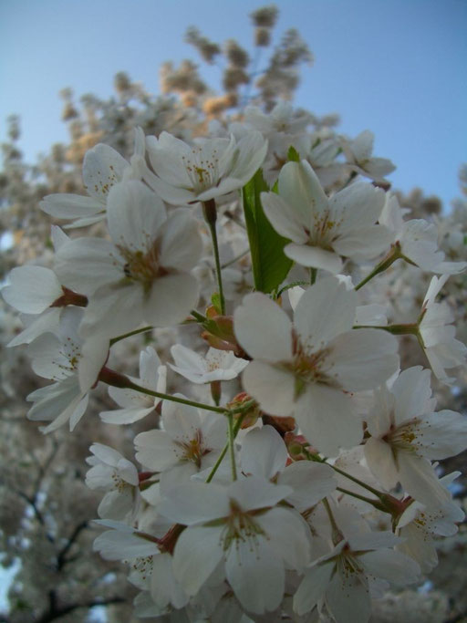 blüten