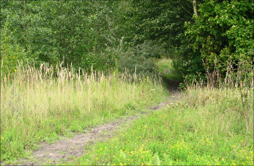 Naturwanderweg durch den Auenwald