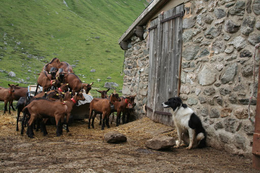 chevrettes et Cawa