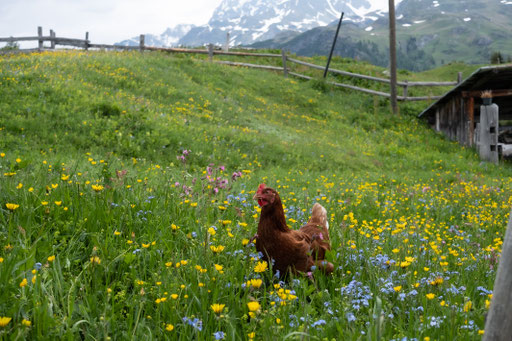 ALPAUFZUG BIVIO GR