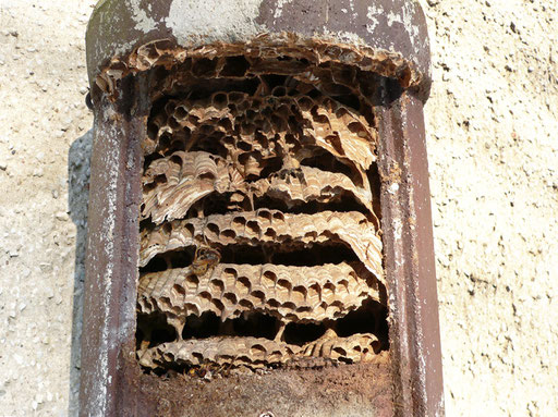 Blick ins Innere des Vogelnistkastens, 10.1.2017, Foto: U. Postler