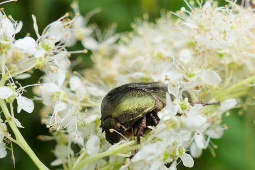 Kupfer-Rosenkäfer, Foto: S. Soldanski