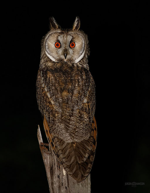 Ransuil - Long-eared Owl.