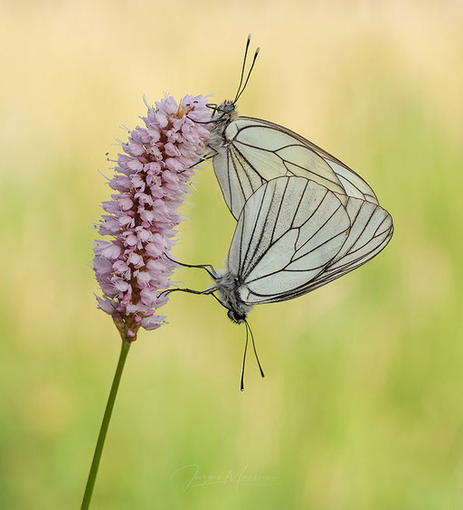 Groot Geaderd Witje - Black-veined White