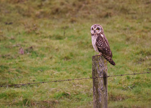 Velduil - Short-eared Owl.