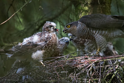 Sperwer ♀ met jongen - Sparrowhawk ♀ with youngsters.