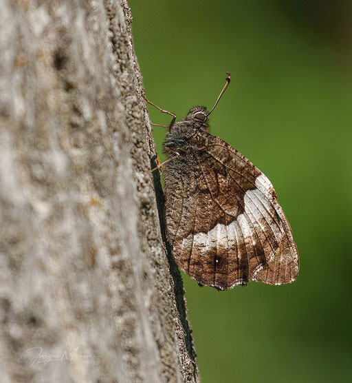 Grote Boswachter - Woodland Grayling