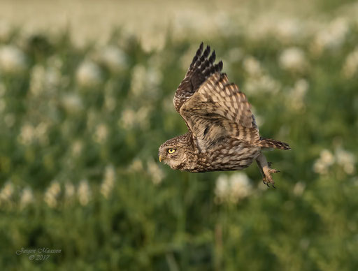 Steenuil in vlucht - Little owl in flight.