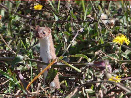 Mauswiesel (Mustela nivalis) in groß; 3.10.2009 Schwieberdingen Rundweg um Golfplatz Nippenburg, Südseite Kamera: Canon EOS 5D MkII / 100-400