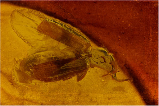 68. Carabidae. Laufkäfer. Baltischer - Bernstein.