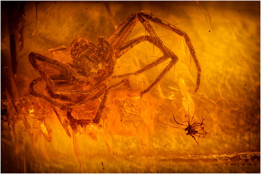 144. Araneae, Spinne, Baltischer Bernstein