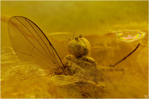 194. Dolichopodidae, Langbeinfliege, Baltic Amber