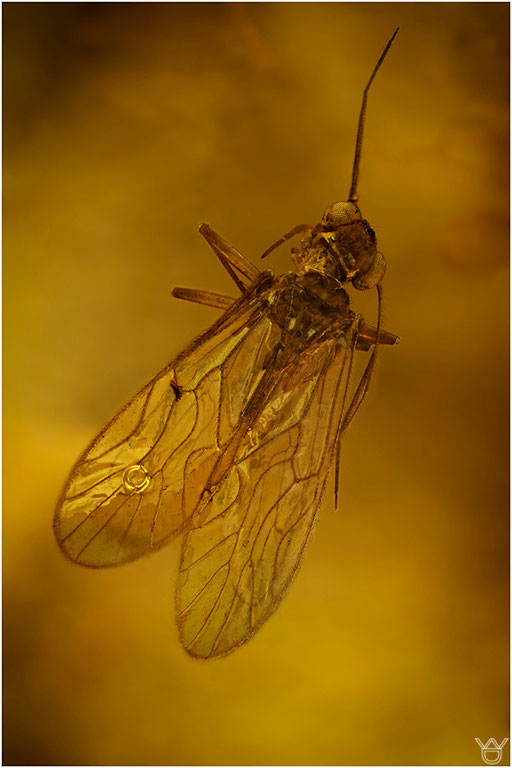 326. Psocoptera, Staublaus, Baltic Amber