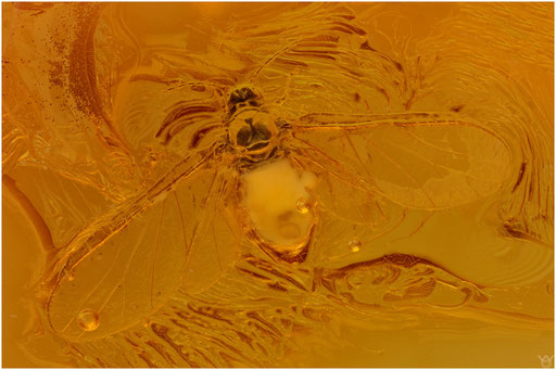 6. Aphidoidea. Blattlaus. Electraphididae. Baltischer - Bernstein. 