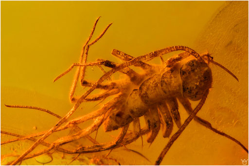 306a. Chilopoda, Spinnenläufer, Baltic Amber