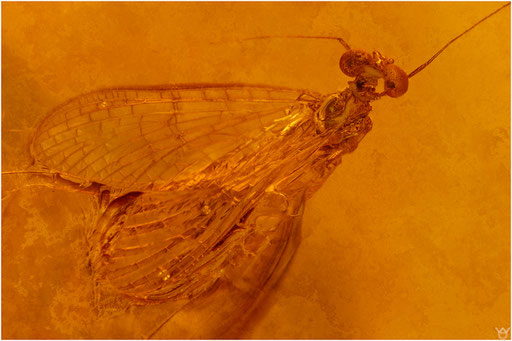 305. Ephemeroptera, Eintagsfliege, Baltic Amber