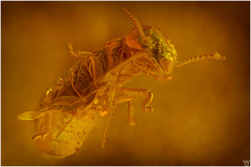 30. Isoptera. Termite. Baltischer - Bernstein. 