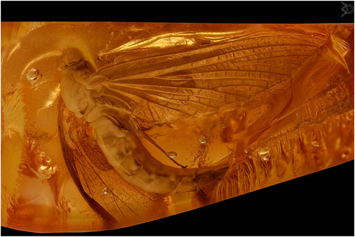 290. Ephemeroptera, Eintagsfliege, Baltic Amber