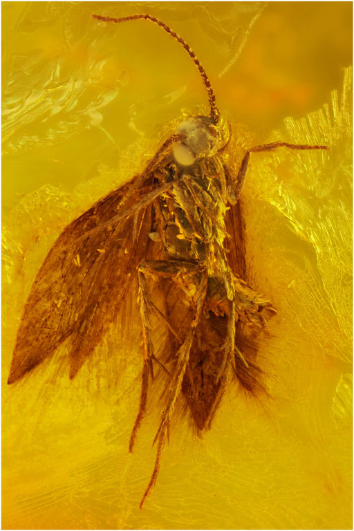 465. Trichoptera, Köcherfliege, Baltic Amber