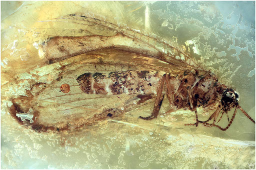 48. Neuroptera. Netzflügler. Baltischer - Bernstein.