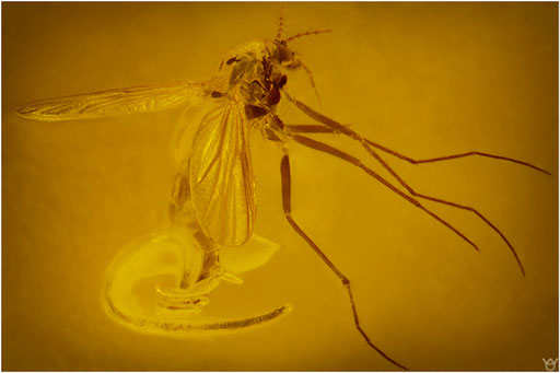 445. Nematocera, Mücke mit Nematode, Baltic Amber