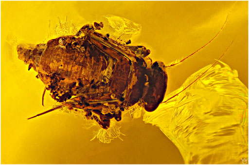 29. Psocoptera. Staublaus. Baltischer - Bernstein. 