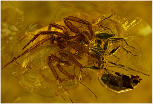 53. Araneae. Spinne. Formicidae. Ameise. Baltischer - Bernstein.