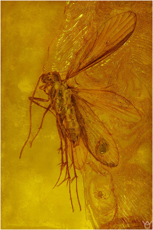 335. Trichoptera, Köcherfliege, Baltic Amber