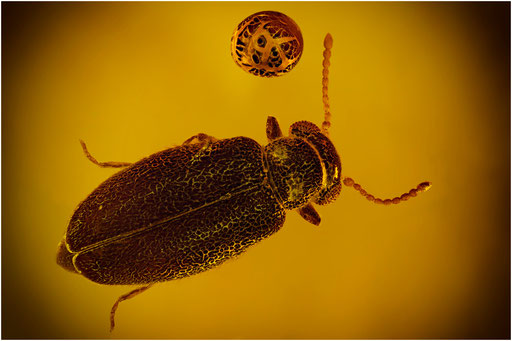 191. Coleoptera, Käfer, Baltischer Bernstein