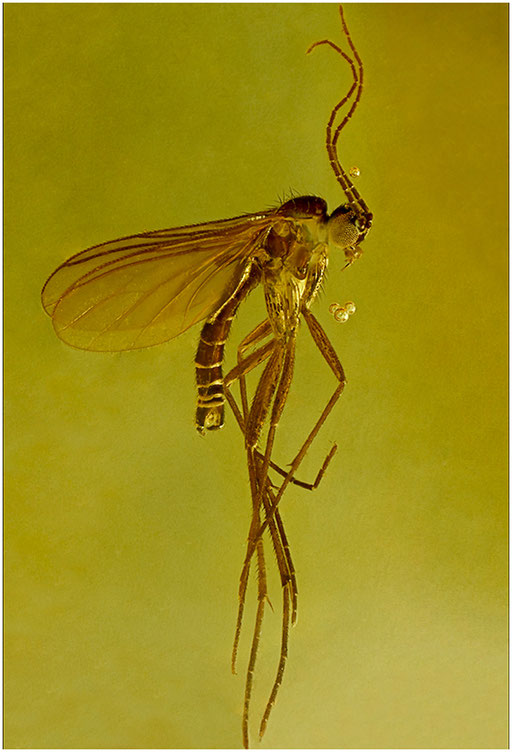 223. Sciaridae, Trauermücke, Baltischer Bernstein.