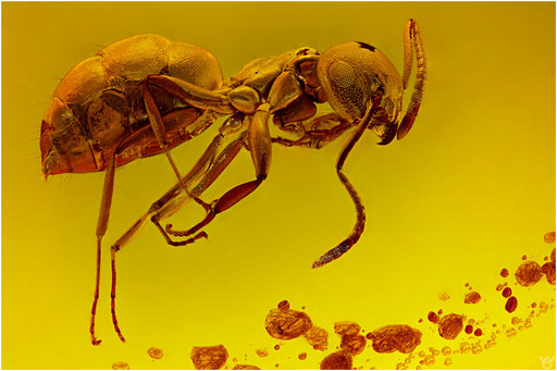 261. Formicidae, Ameise, Baltischer Bernstein.