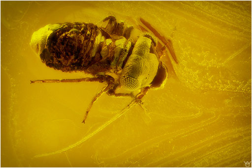 168. Psocoptera, Staublaus, Baltischer Bernstein