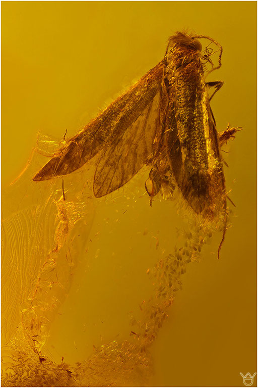 295. Lepidopter, Schmetterling, Baltic Amber