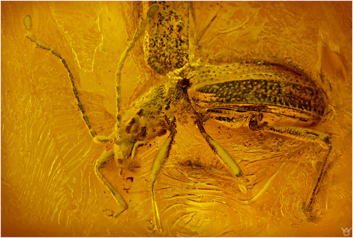 246. Coleoptera, Käfer, Baltischer Bernstein.