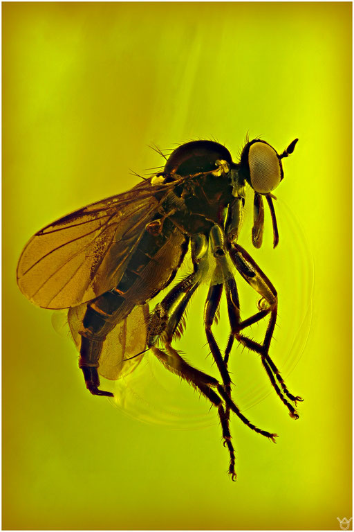 24. Empididae. Tanzfliege, cf. Rhamphomya. Baltischer - Bernstein. 