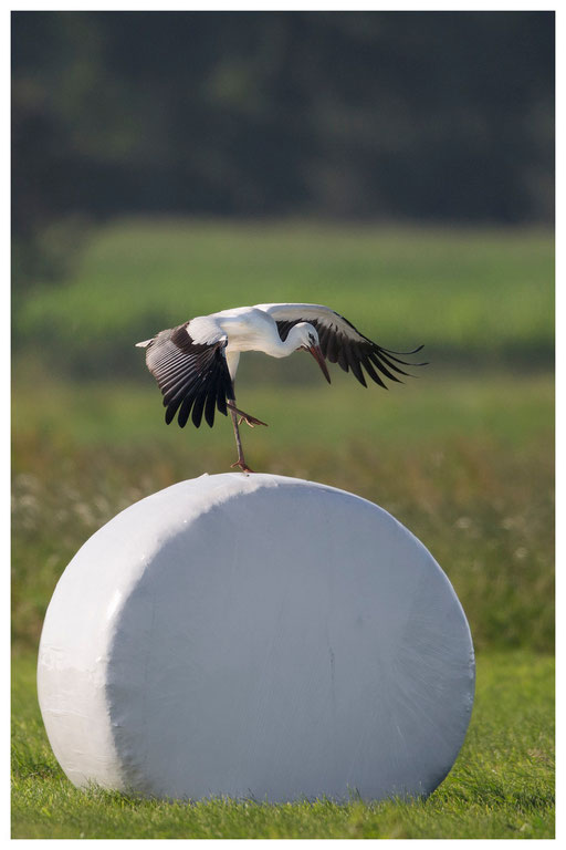 Storch